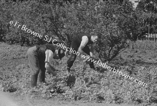 IN THE GARDEN BROTHER BARRY S.J. & JOHN TREACY